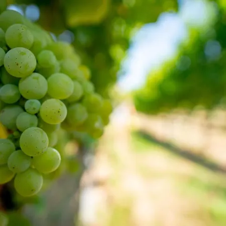 Naumburger Wein & Sekt Manufaktur - 1824 Naumburg (Saale)