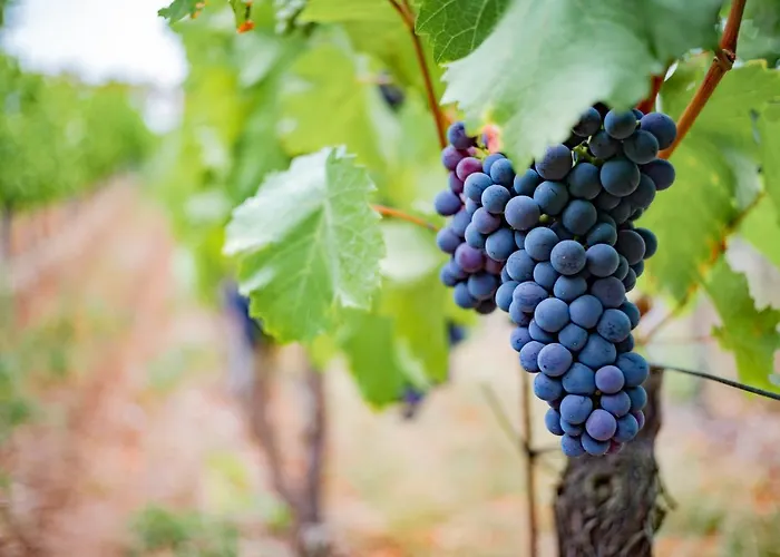 Pensjonat Naumburger Wein & Sekt Manufaktur - 1824 3*