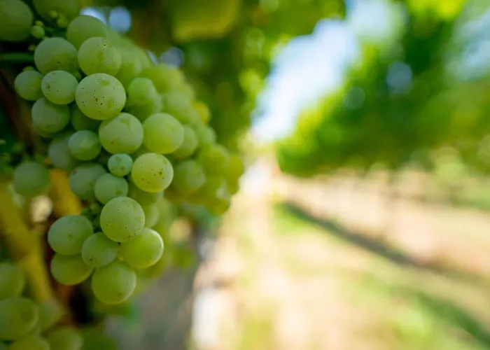 Naumburger Wein & Sekt Manufaktur - 1824 Naumburg (Saale)